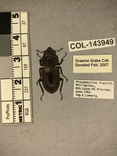 Shiny black beetle specimen with large mandibles, pinned next to text labels.