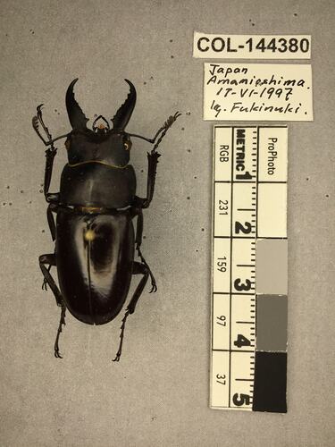 Dorsal view of pinned beetle specimen with labels.