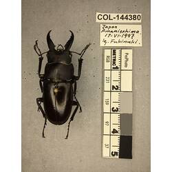 Dorsal view of pinned beetle specimen with labels.