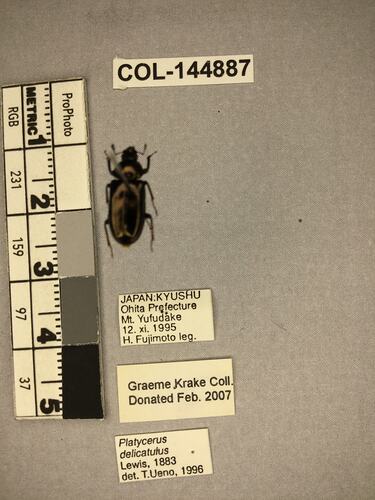 Shiny brown beetle specimen with large mandibles, pinned next to text labels.