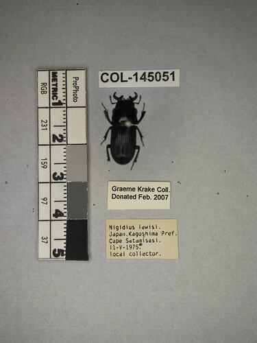 Shiny brown beetle specimen with large mandibles, pinned next to text labels.