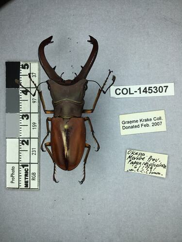 Dorsal view of pinned beetle specimen with labels.