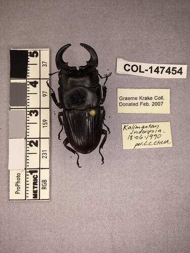 Shiny brown beetle specimen with large mandibles, pinned next to text labels.