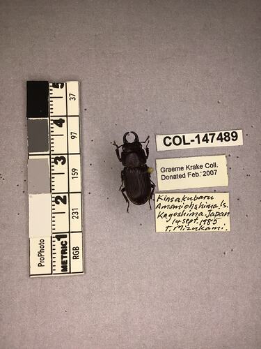 Shiny brown beetle specimen with large mandibles, pinned next to text labels.
