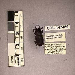 Shiny brown beetle specimen with large mandibles, pinned next to text labels.