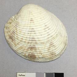 Dry Venus Clam shell beside labels.