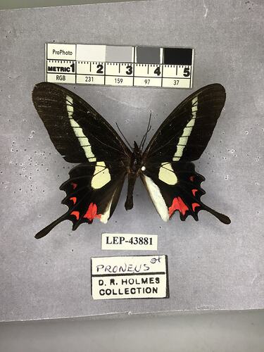 Pinned butterfly specimen beside label.