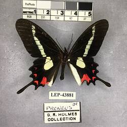 Pinned butterfly specimen beside label.