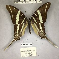 Pinned butterfly specimen beside label.