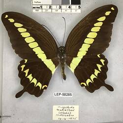Pinned butterfly specimen beside label.