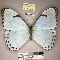 Pinned butterfly specimen beside label.
