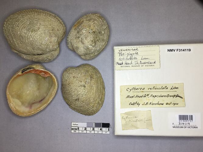Dry Venus Clam shells beside labels.