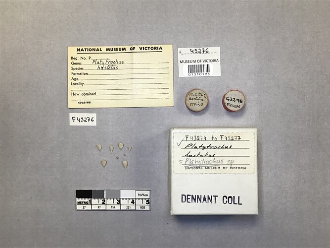 Dry stony coral specimen beside labels.