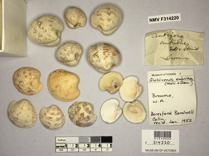Dry Venus Clam shells beside labels.