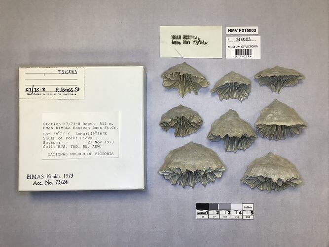 Dry stony coral specimens beside labels.