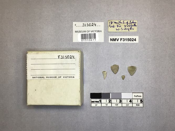 Dry stony coral specimens beside labels.