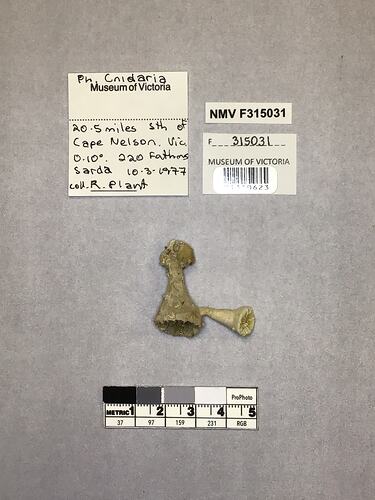 Dry stony coral specimen beside labels.