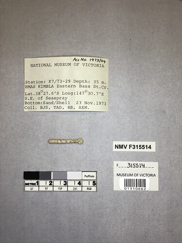 Dry stony coral specimen beside labels.