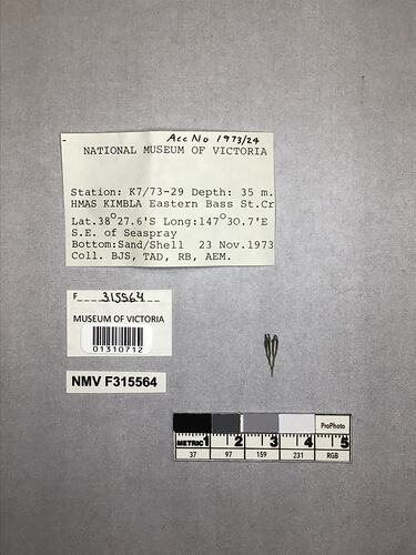 Dry stony coral specimen beside labels.