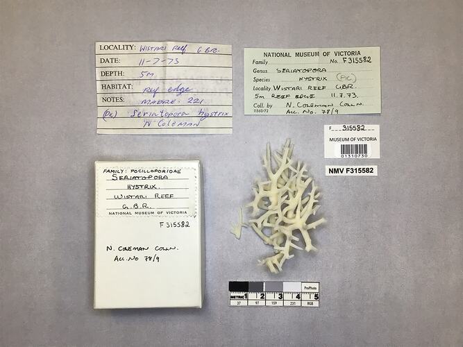 Dry stony coral specimen beside labels.