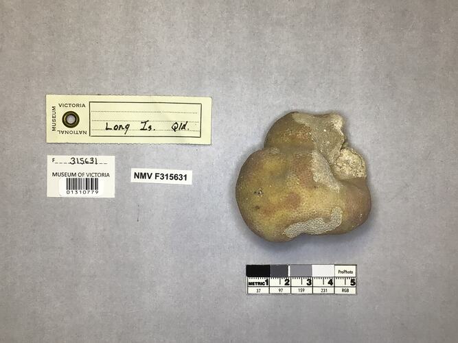 Dry stony coral specimen beside labels.