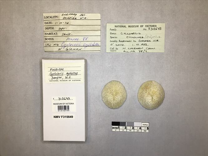 Dry coral specimens beside labels.