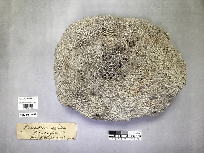 Dry stony coral specimen beside labels.