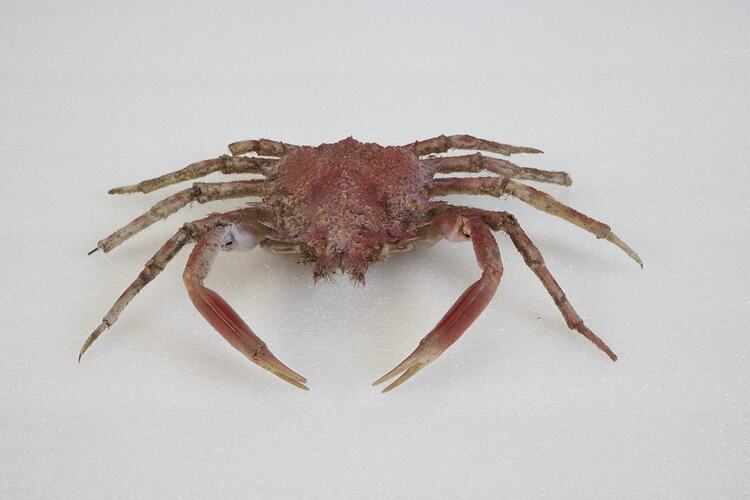 <em>Maja crispata</em>, Lesser Spider Crab. [J 44706]