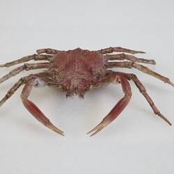 <em>Maja crispata</em>, Lesser Spider Crab. [J 44706]