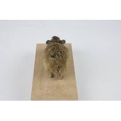 <em>Ochotona alpina</em>, Alpine Pika. [C 30033]
