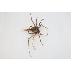 <em>Hyastenus diacanthus</em>, crab. [J 44705]