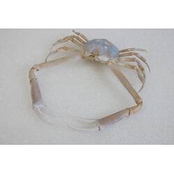<em>Bellidilia undecimspinosa</em>, Large Pebble Crab. [J 9314]