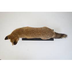<em>Vulpes vulpes</em>, Red Fox. [C 27270]