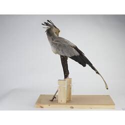 <em>Sagittarius serpentarius</em>, Secretarybird. [28225]