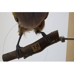 <em>Paradisaea decora</em>, Goldie's Bird-of-Paradise. [45559]
