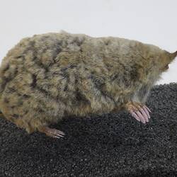 <em>Scalopus aquaticus</em>, Eastern Mole. [C 30204]