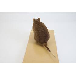 <em>Potorous tridactylus</em>, Long-nosed Potoroo. [C 7863]