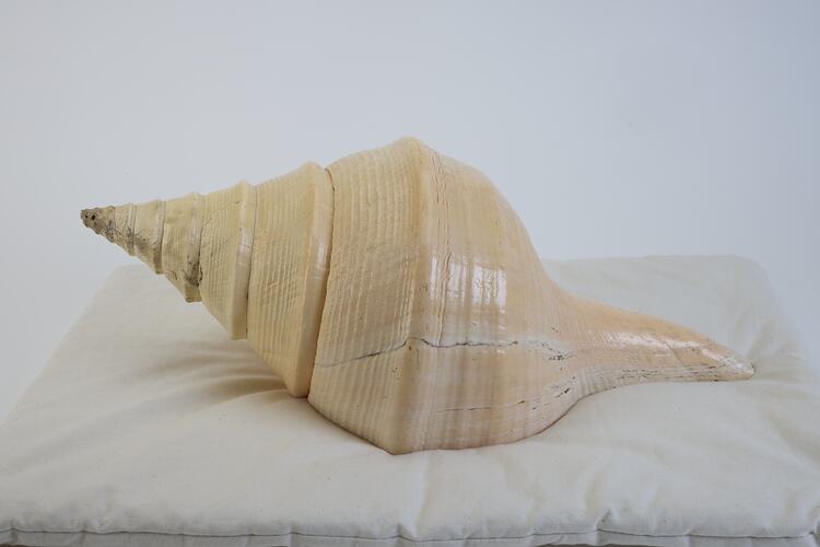 <em>Syrinx aruana</em>, Australian Trumpet Shell. [F 13079]