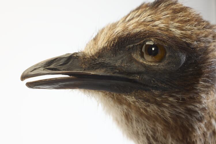 <em>Casuarius casuarius</em>, Southern Cassowary. [B 22550]