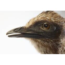 Our Wondrous Planet, Rainforest: Taxidermy Mount - Southern Cassowary, <em>Casuarius casuarius</em>