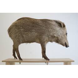 <em>Dicotyles tajacu</em>, Collared Peccary. [C 30655]