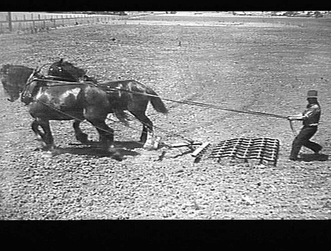"2 SECT. SET SUNJUMP HARROWS. TAKEN IN SPALDING'S PADDOCK, SUNSHINE. JAN 1940"