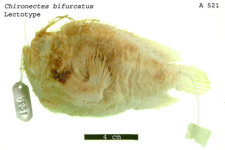 Fish specimen viewed from side with scale bar.