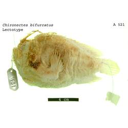 <em>Chironectes bifurcatus</em> McCoy, 1886
