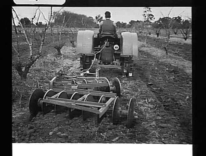 EXP. OFF-SET DISC CULTIVATOR AT WORK IN ORCHARD AT KYABRAM, VIC: JUNE 1943