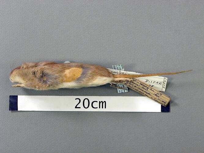 Lateral view of rat study skin with specimen labels.