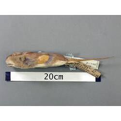 Lateral view of rat study skin with specimen labels.