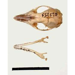 Dunnart skull and lower jaw, external surfaces visible.