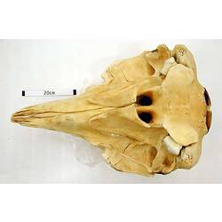 Ventral view of whale skull with scale bar.