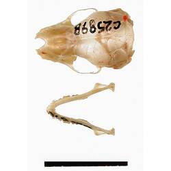 Bat lower jaw beside skull, outside surfaces visible.